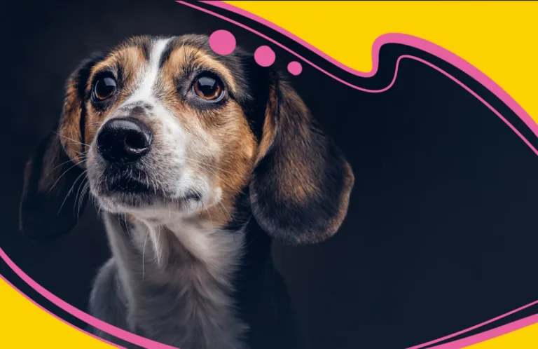 Всесвітній день тварин: турбота і захист улюбленців та дикої природи